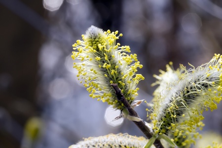 male catkins on a willow (Salix sp.) Alistair Morrell